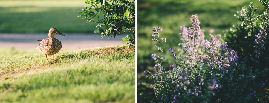 Wildlife at engagement session in Bay head, NJ