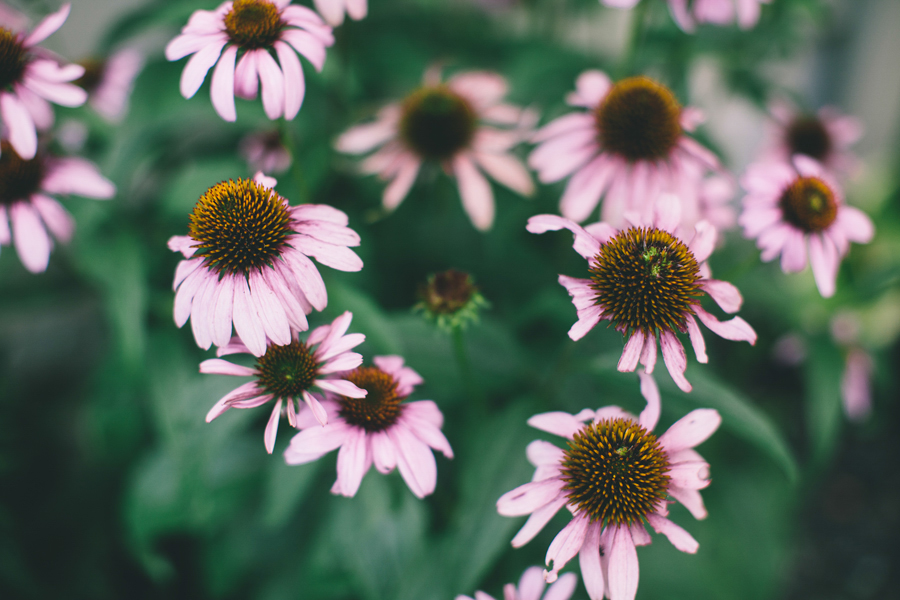 Millrace Pond Wedding