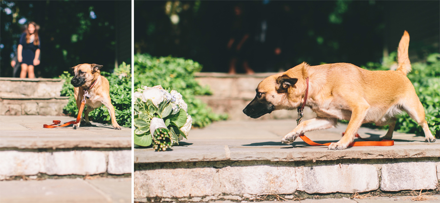 dog at wedding in nj