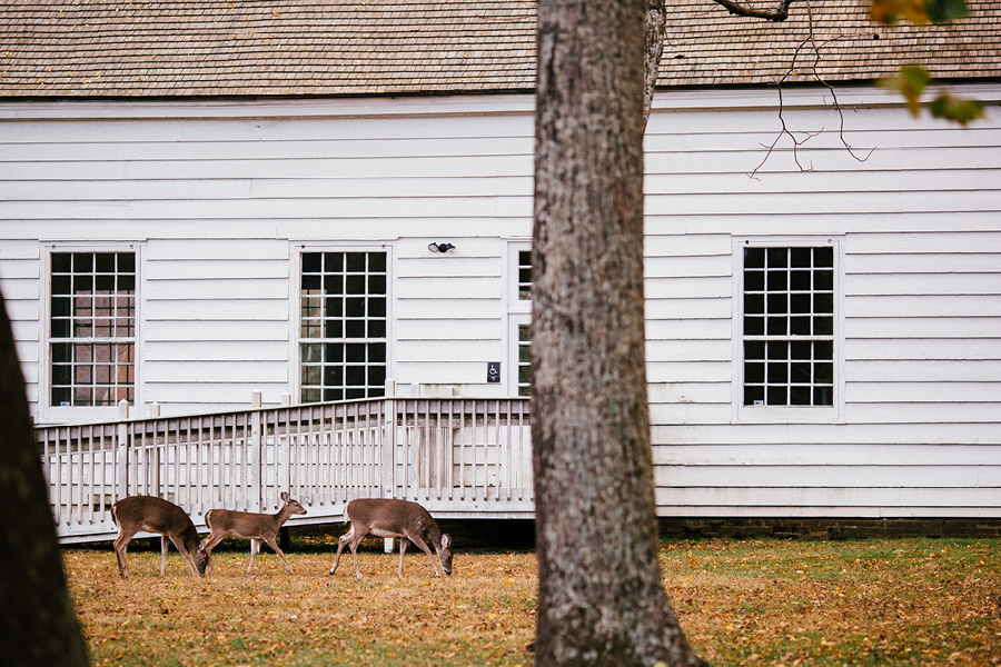 deer at allaire state park
