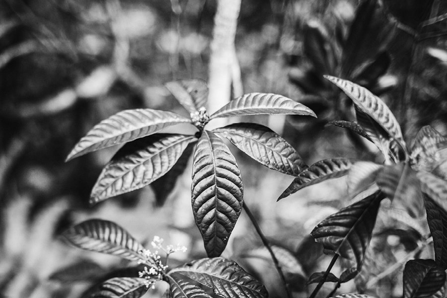 destination-wedding-photographers-southwest-florida10