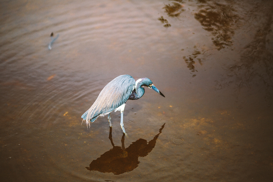 destination-wedding-photographers-southwest-florida12