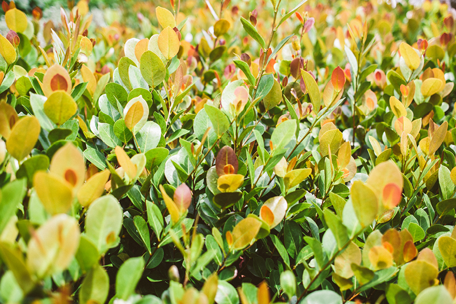 destination-wedding-photographers-southwest-florida14