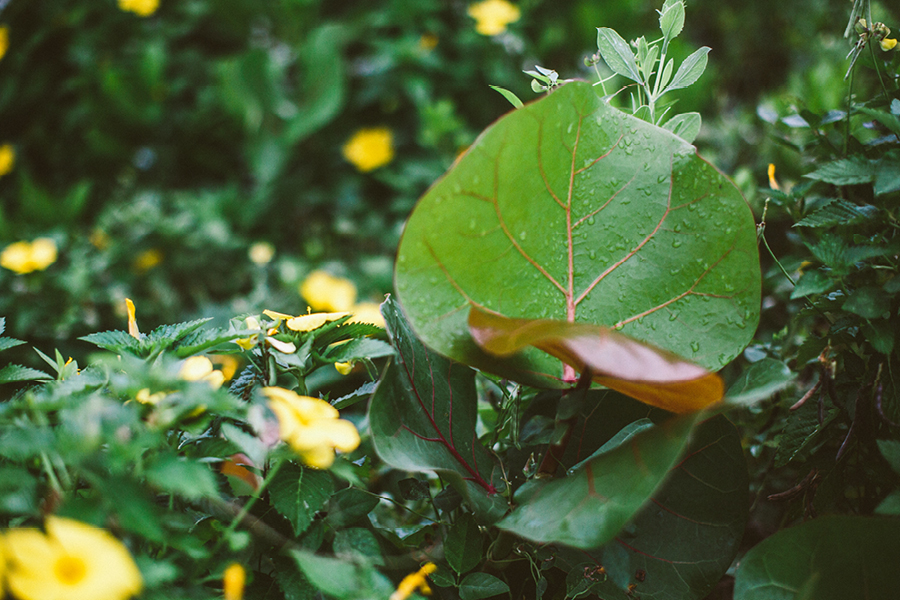 destination-wedding-photographers-southwest-florida25