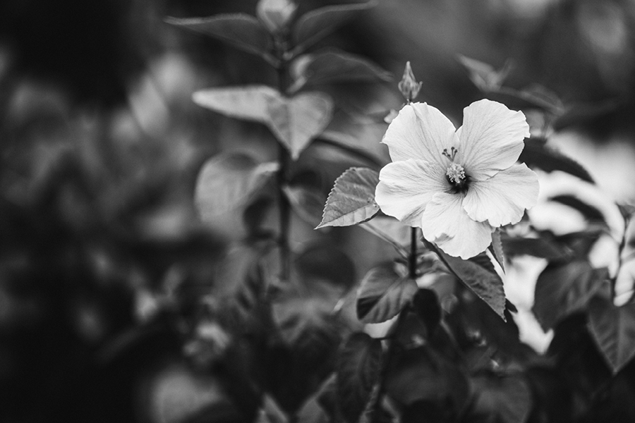 destination-wedding-photographers-southwest-florida26