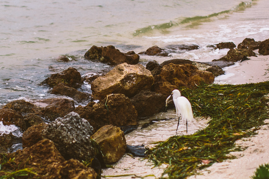 destination-wedding-photographers-southwest-florida34