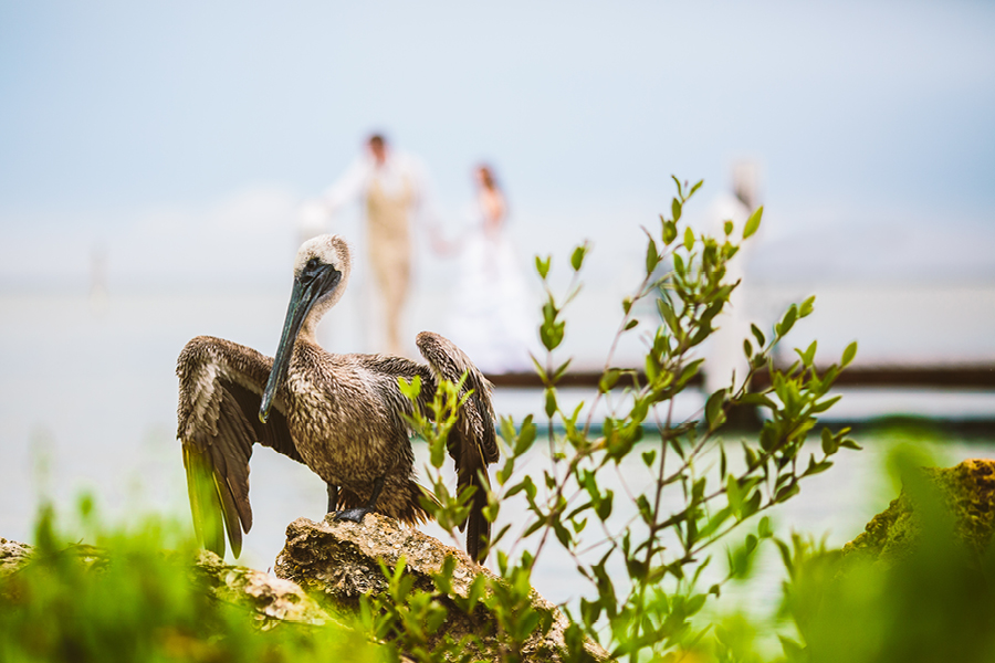 South Seas Island Resort Wedding
