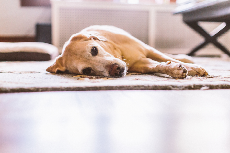 NJ Wedding Photojournalism