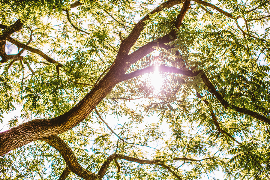 nj-backyard-wedding14