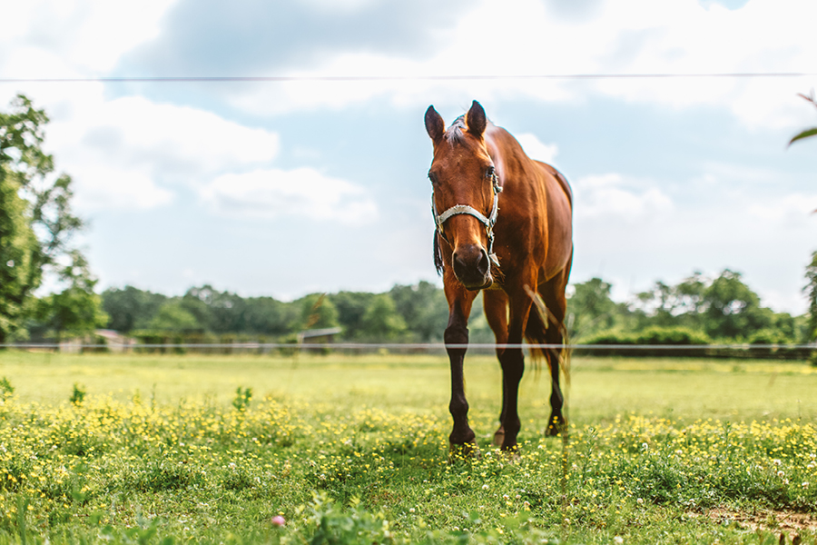 nj-backyard-wedding5