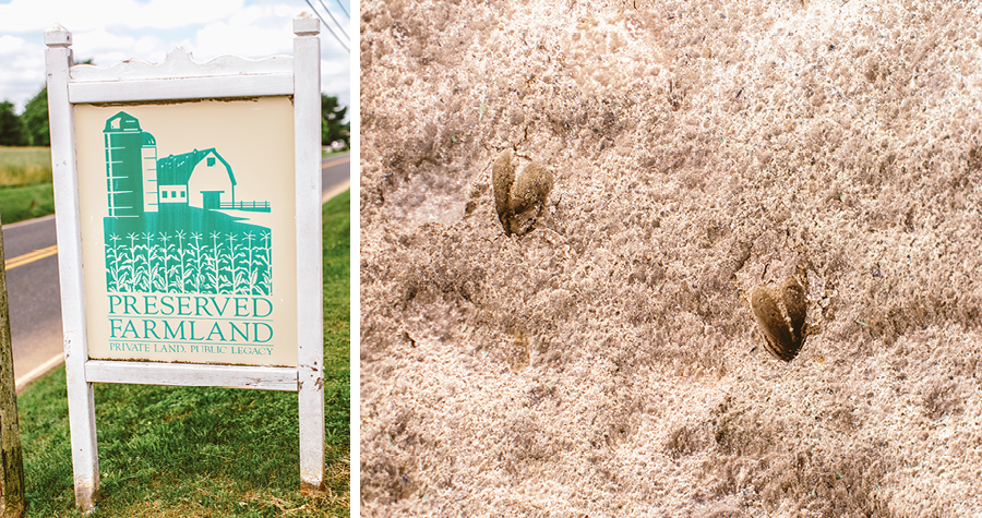 nj-backyard-wedding7