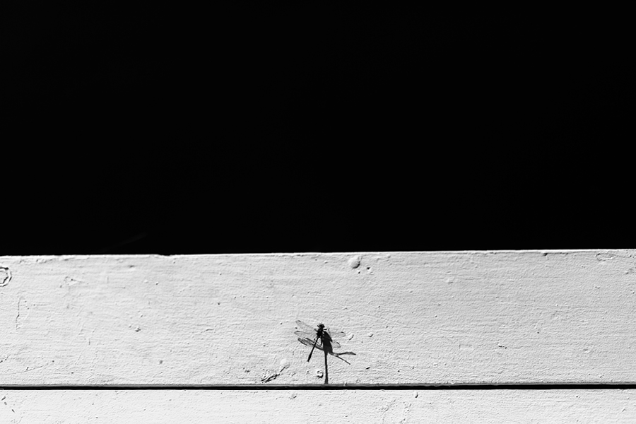 Fiddle Lake Farm Lake House