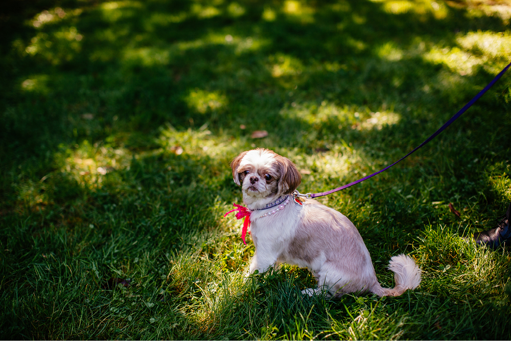 holmdel-park-elopement32