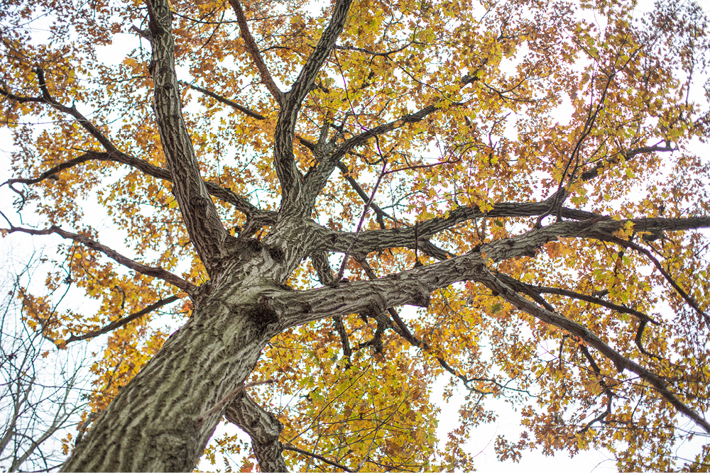 NJ-Fall-Engagement-photos12
