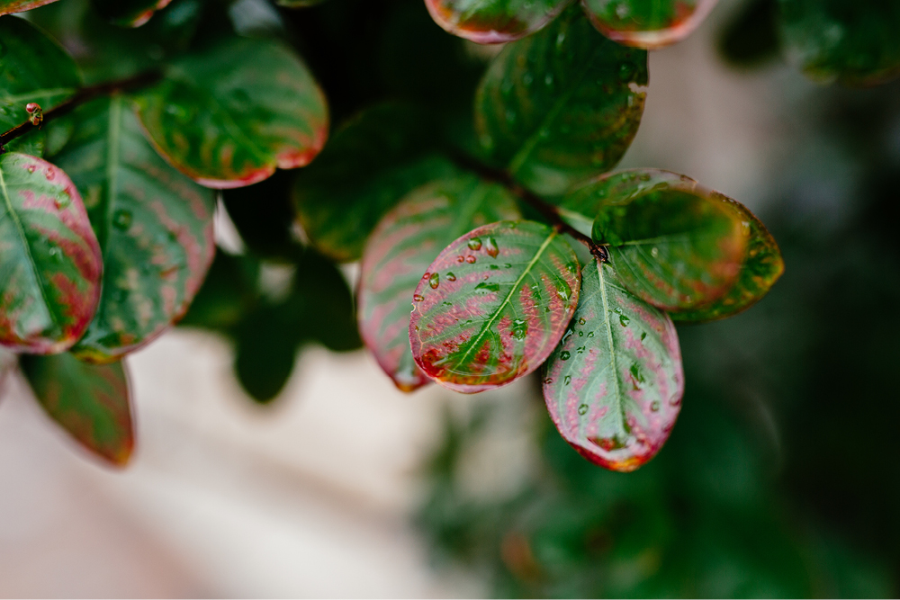 inn-at-fernbrook-farms-wedding-photography10