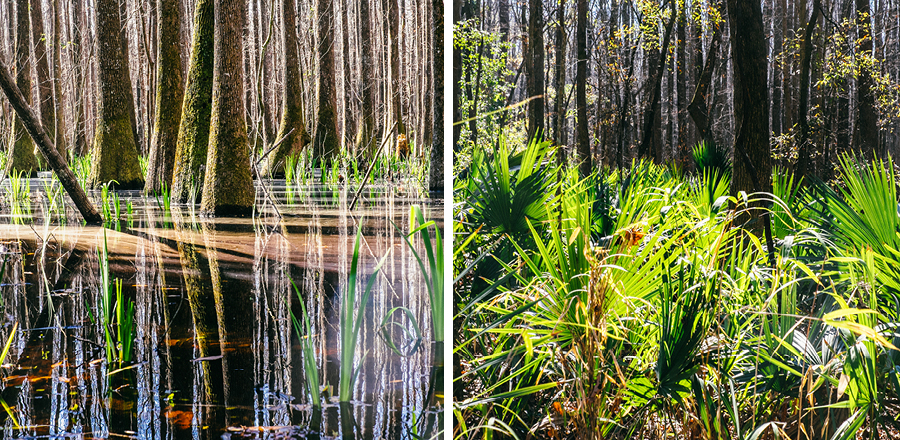 Savannah-GA-Photography10