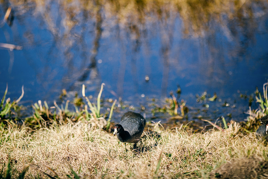 Savannah-GA-Photography13