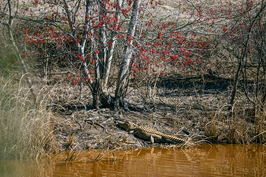 Savannah-GA-Photography15