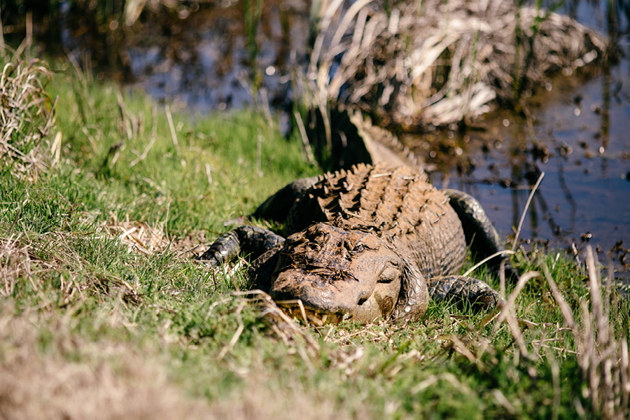 Savannah-GA-Photography16