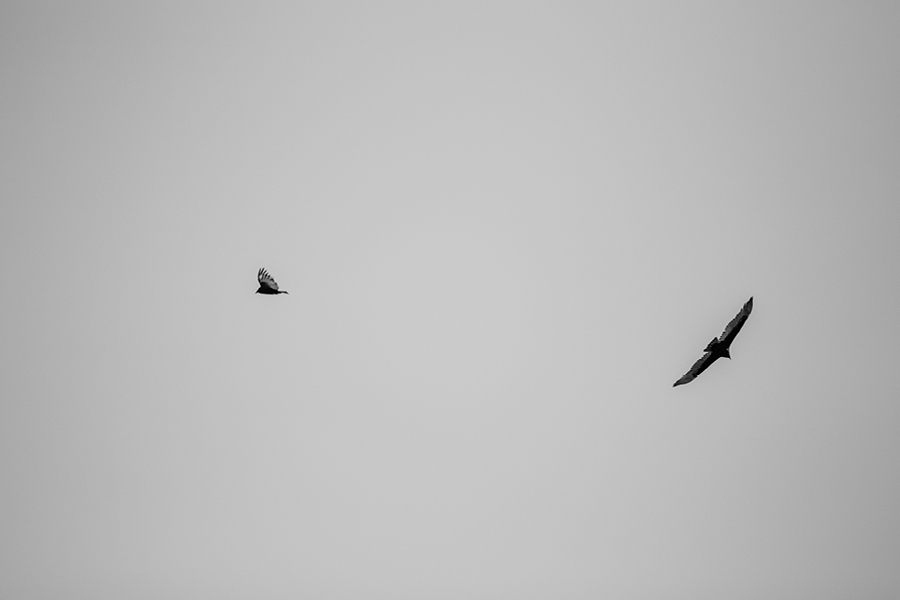 Savannah-GA-Photography18