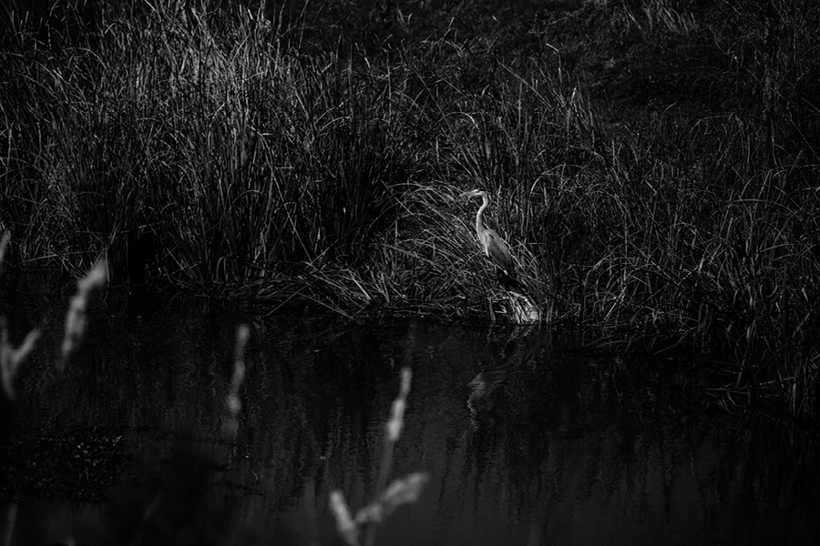 Savannah-GA-Photography29