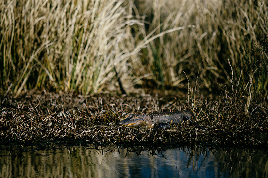 Savannah-GA-Photography30