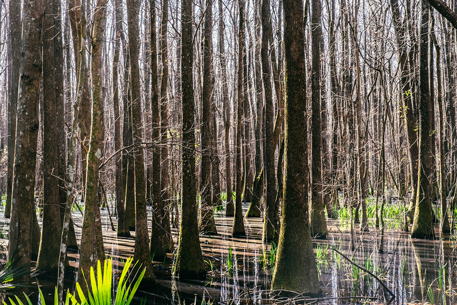 Savannah-GA-Photography9