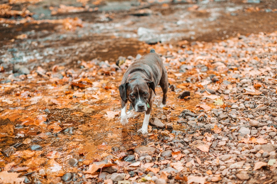 fall-engagement-session-in-nj_012