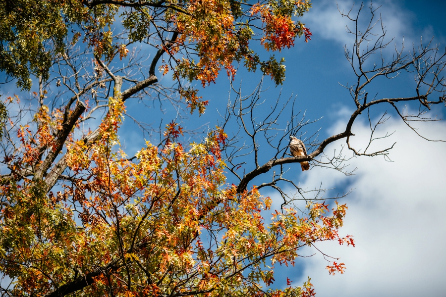 wedding-at-aldie-mansion_0042