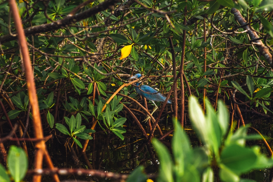 Key-Largo-Photos_0017