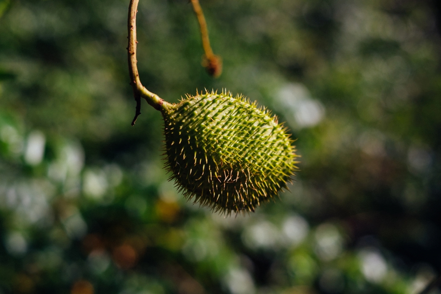 Key-Largo-Photos_0031