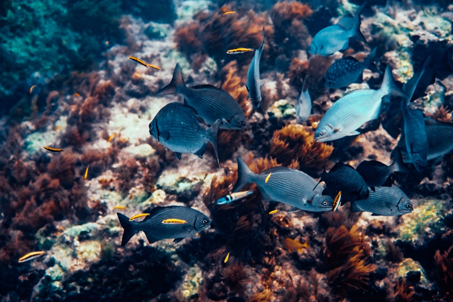 Key-Largo-Photos_0037