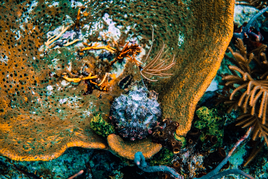 Key-Largo-Photos_0039