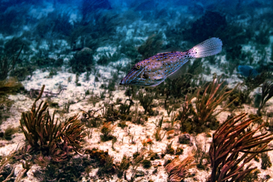 scuba-diving-in-key-largo