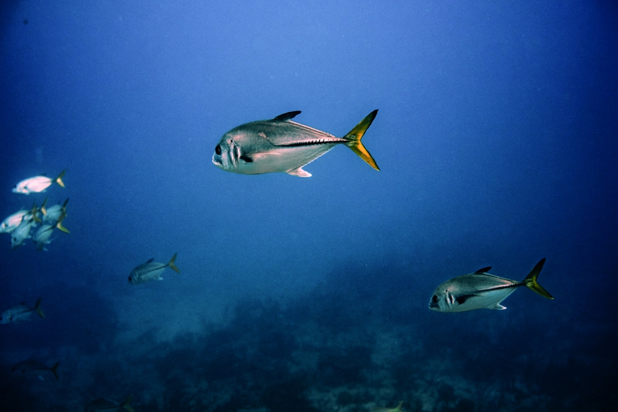 Key-Largo-Photos_0041