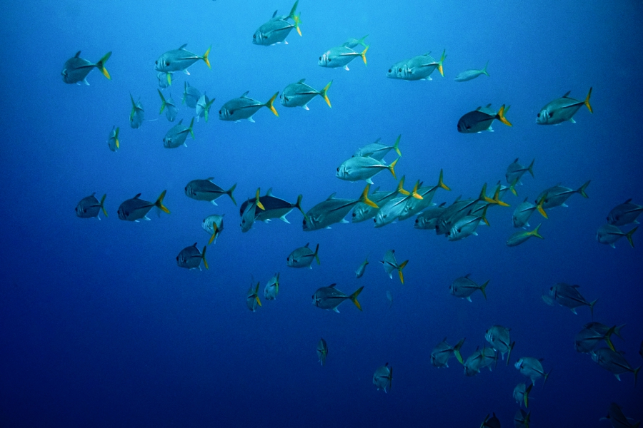 Key-Largo-Photos_0042