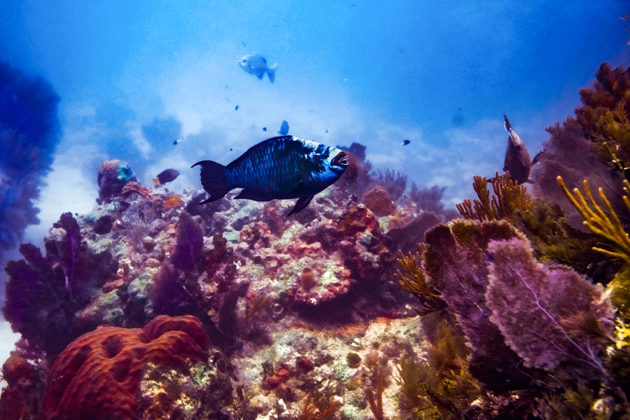 scuba-diving-in-key-largo