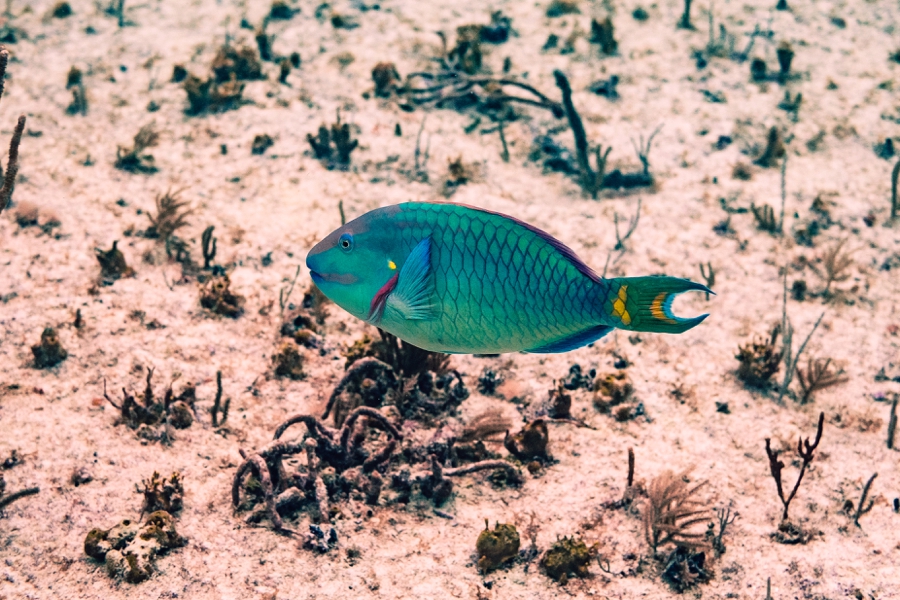 Key-Largo-Photos_0044