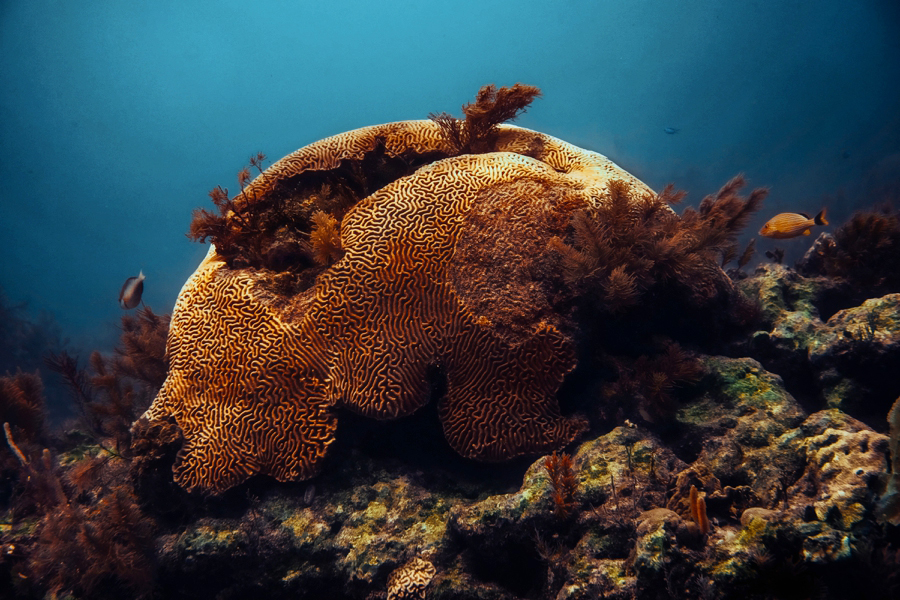 scuba-diving-in-key-largo