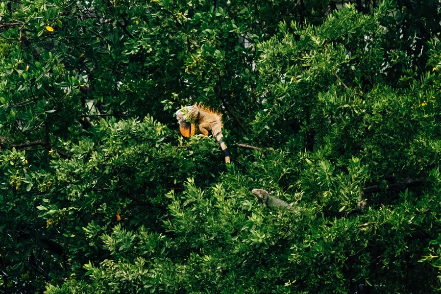 Key-Largo-Photos_0046