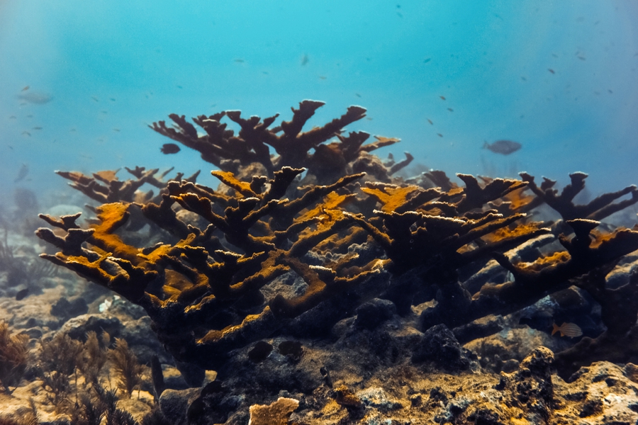 Key-Largo-Photos_0053