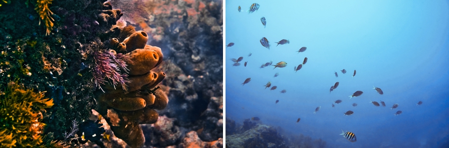 Key-Largo-Photos_0054