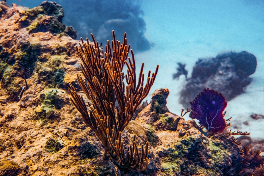 scuba-diving-in-key-largo