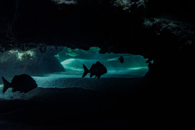 underwater-photography-florida-keys_0021