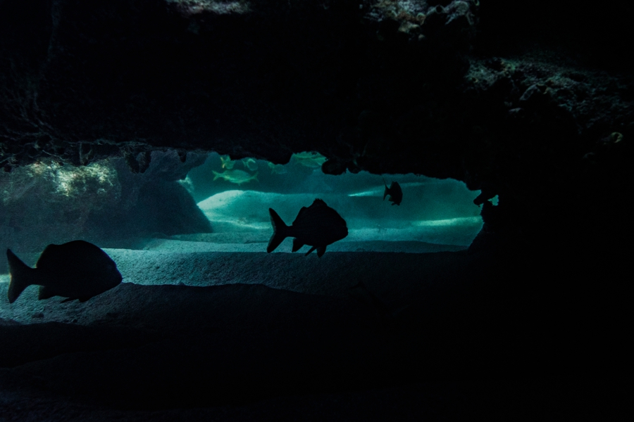 underwater-photography-florida-keys_0021
