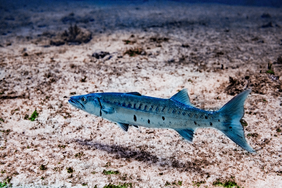 underwater-photography-florida-keys_0022