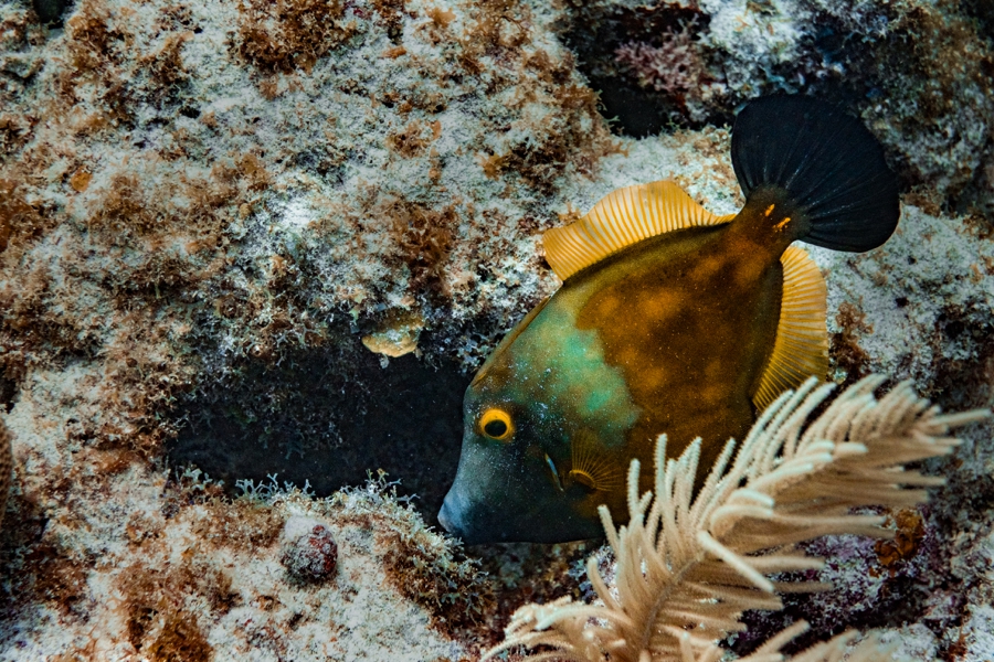 underwater-photography-florida-keys_0023