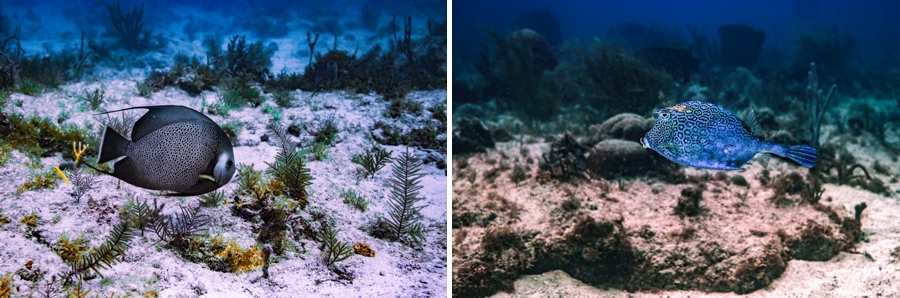 underwater-photography-florida-keys_0024