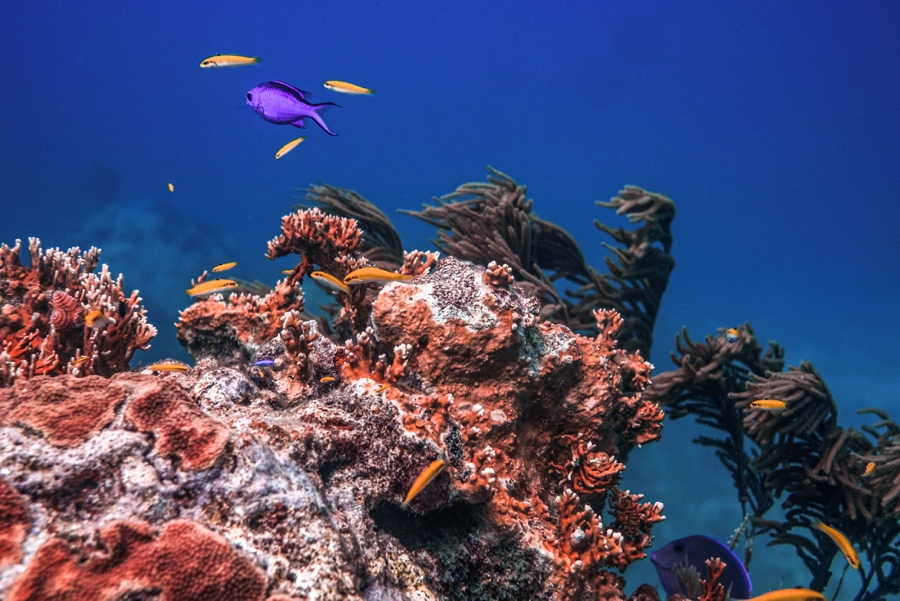 underwater-photography-florida-keys_0025