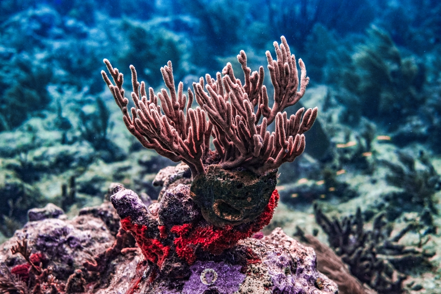 underwater-photography-florida-keys_0026
